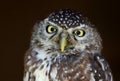 Pearl-spotted Owl Bird Royalty Free Stock Photo