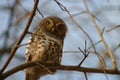 Pearl Spotted Owl or Owlet Royalty Free Stock Photo