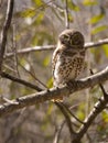 Pearl spotted owlet Royalty Free Stock Photo