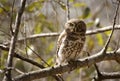 Pearl-spotted owlet Royalty Free Stock Photo