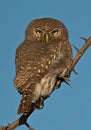 Pearl spotted Owlet Royalty Free Stock Photo