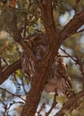 Pearl-spotted Owlet Glaucidium perlatum 4805 Royalty Free Stock Photo