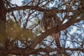 Pearl-spotted Owlet Glaucidium perlatum 4812 Royalty Free Stock Photo