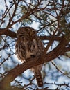 Pearl-spotted Owlet Glaucidium perlatum 4807 Royalty Free Stock Photo