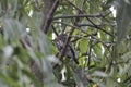 Pearl-spotted owlet Glaucidium perlatum hidden in a tree Royalty Free Stock Photo