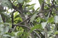 Pearl-spotted owlet Glaucidium perlatum hidden in a tree Royalty Free Stock Photo