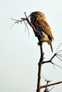 Pearl-spotted Owlet (Glaucidium perlatum) Royalty Free Stock Photo