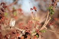 Pearl-spotted owlet (Glaucidium perlatum) Royalty Free Stock Photo