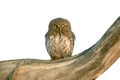 PEARL SPOTTED OWLET, Glaucidium perlatum Royalty Free Stock Photo