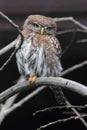Pearl-spotted Owlet Royalty Free Stock Photo