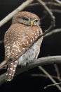 Pearl-spotted Owlet Royalty Free Stock Photo