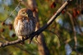 The pearl-spotted owlet Glaucidium perlatum sitting on the tree Royalty Free Stock Photo