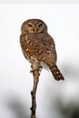 Pearl-Spotted Owlet - Savuti - Botswana Royalty Free Stock Photo