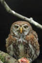 Pearl spotted-owlet Royalty Free Stock Photo