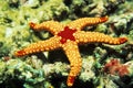 Pearl Starfish