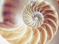 Pearl structure Nautilus symmetry Section inside pattern Nature background texture Royalty Free Stock Photo