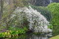 Pearlbush Exochorda x macrantha The Bride, flowering shrub