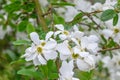 Pearlbush Exochorda x macrantha The Bride, white flowers