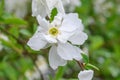 Pearlbush Exochorda x macrantha The Bride, white flower