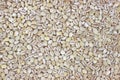 Pearled barley Royalty Free Stock Photo