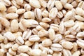 Pearled barley dried closeup flat food texture background. Two-row barley with husks seeds macro top view. Concept of Royalty Free Stock Photo