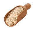 Pearled Barley in a Wood Scoop Royalty Free Stock Photo