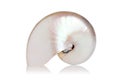 Pearled Nautilus Royalty Free Stock Photo