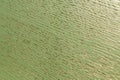 Pearlescent green paint polish. ÃÂ¡lose-up Oak Texture with natural wood grain patterns. Smooth wooden surface for the design of Royalty Free Stock Photo