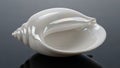 Pearlescent White Conch Shell With Smooth Spiral Texture seashell iridescent Royalty Free Stock Photo