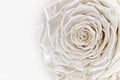 Satin white rose, pearlescent preserved flower isolated on white