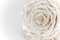 Satin white rose, pearlescent preserved flower isolated on white