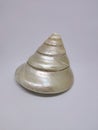 Pearlized Trochus seashell isolated in white background Royalty Free Stock Photo