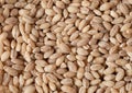 Pearls barley grain seed on background Royalty Free Stock Photo