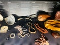 Pearls and corals exhibited at the National History Museum in London