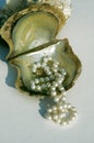Pearls on oyster shell Royalty Free Stock Photo