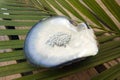 Pearls in an oyster shell - South Pacific Royalty Free Stock Photo