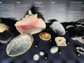 Pearls and shells exhibited at the National History Museum in London