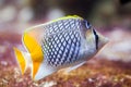 Pearlscale butterflyfish Chaetodon xanthurus Royalty Free Stock Photo