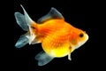 Pearlscale Goldfish On Black Royalty Free Stock Photo