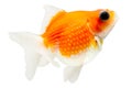 Pearlscale Goldfish Profile On White Royalty Free Stock Photo