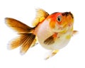 Pearlscale Goldfish on White Background Royalty Free Stock Photo