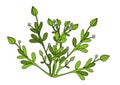 Pearlwort plant vector illustration.Plant vector