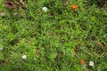 Pearlwort Procumbent flowers in white and orange Royalty Free Stock Photo