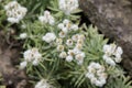 Pearly everlasting Anaphalis sinica flowering