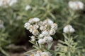 Pearly everlasting Anaphalis sinica white and yellow flowers