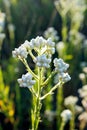 Pearly Everlasting flowers in bloom Royalty Free Stock Photo