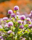 Pearly everlasting flowers Royalty Free Stock Photo