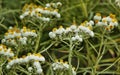 Pearly everlasting flowers Royalty Free Stock Photo