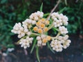 Pearly everlasting, herbaceous perennial wildflower, beautiful Javanese endelwise flower, with yellow and white colors