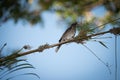 Pearly-eyed Thrasher Royalty Free Stock Photo